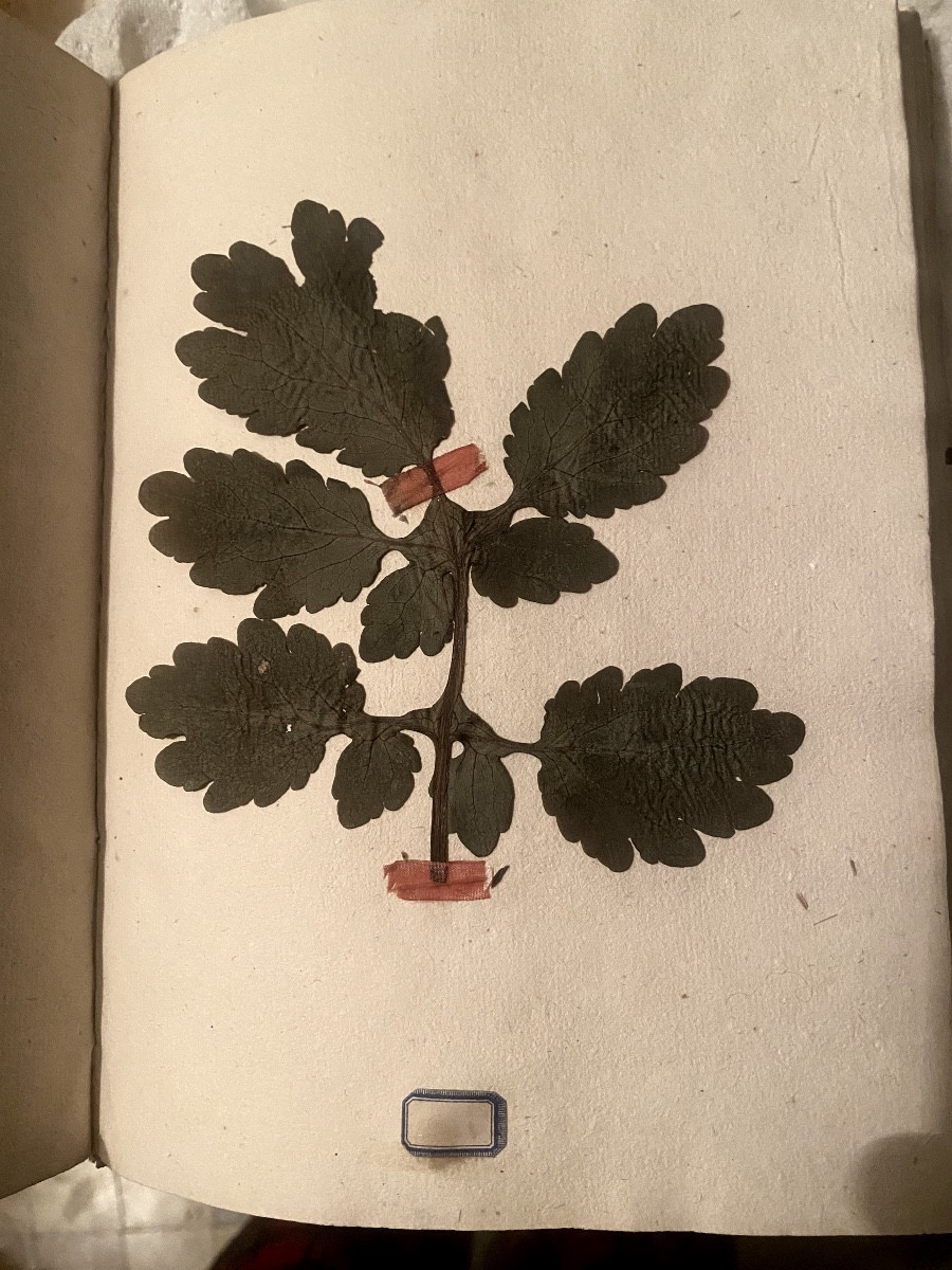 Délicat Herbier de 1774 reliure velin du Curé de Coursan avec divers plantes, sign de soie étiq-photo-3