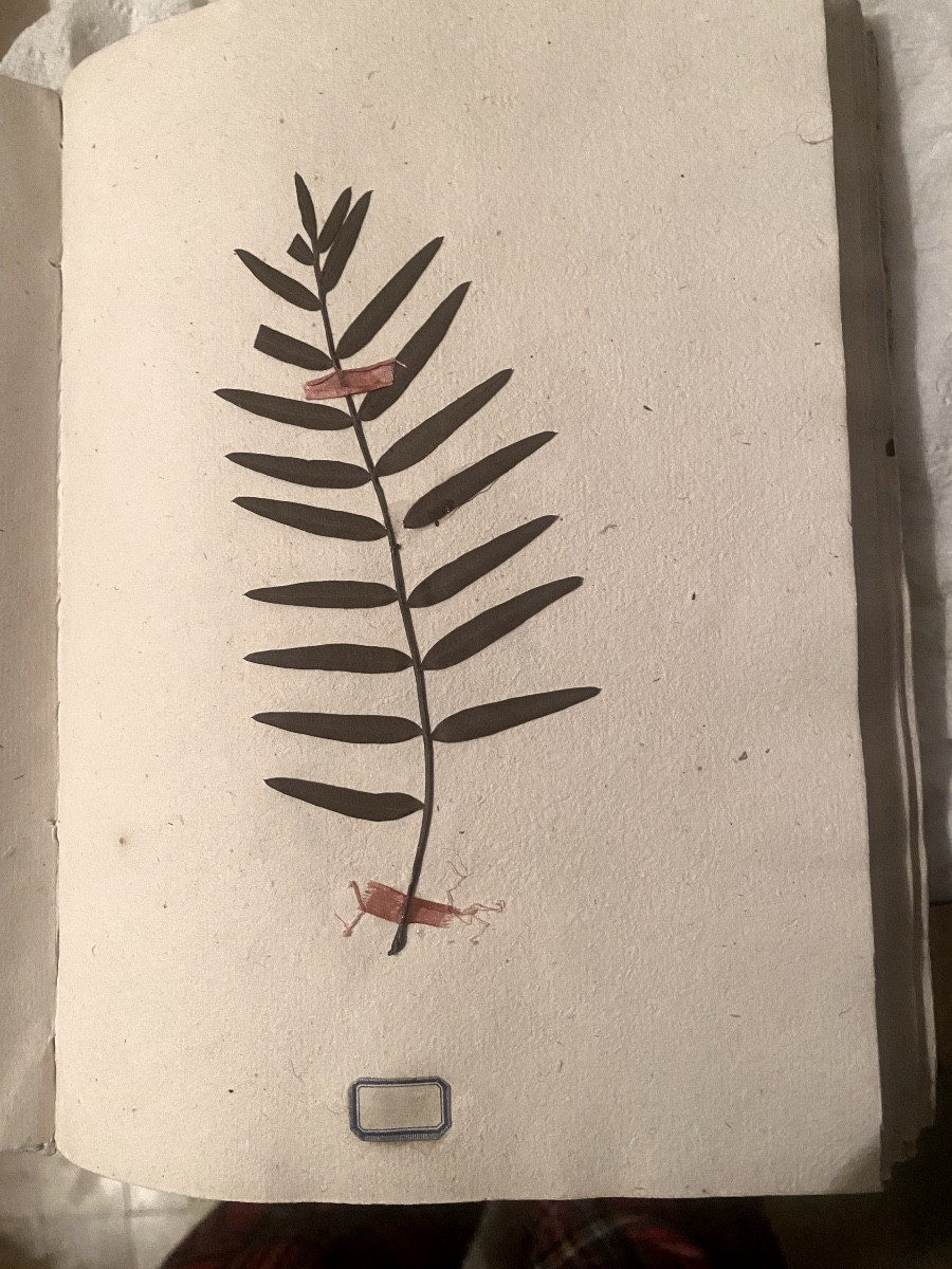 Délicat Herbier de 1774 reliure velin du Curé de Coursan avec divers plantes, sign de soie étiq-photo-4