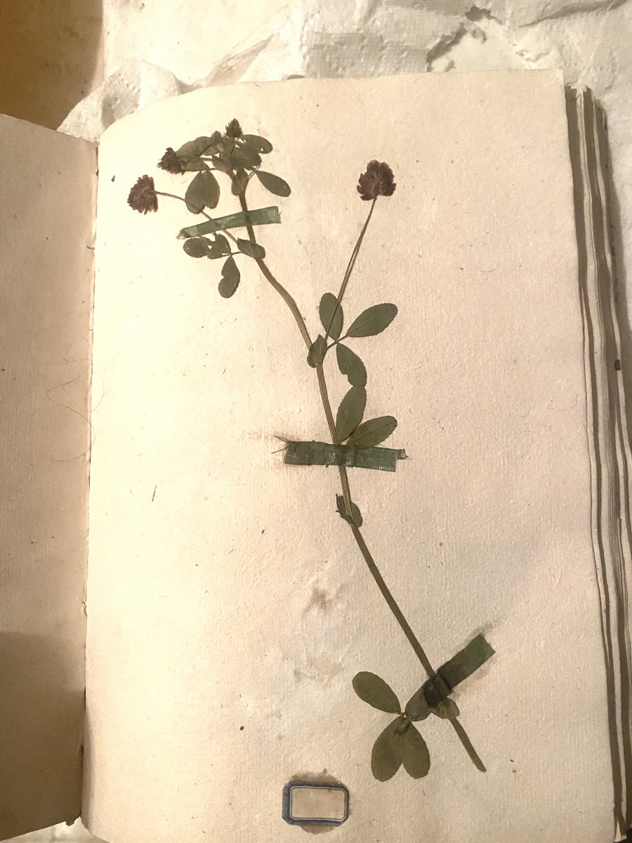 Délicat Herbier de 1774 reliure velin du Curé de Coursan avec divers plantes, sign de soie étiq-photo-5