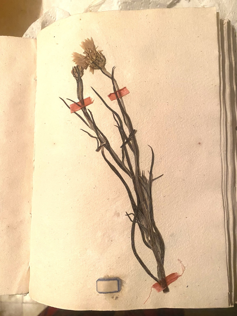 Délicat Herbier de 1774 reliure velin du Curé de Coursan avec divers plantes, sign de soie étiq-photo-6