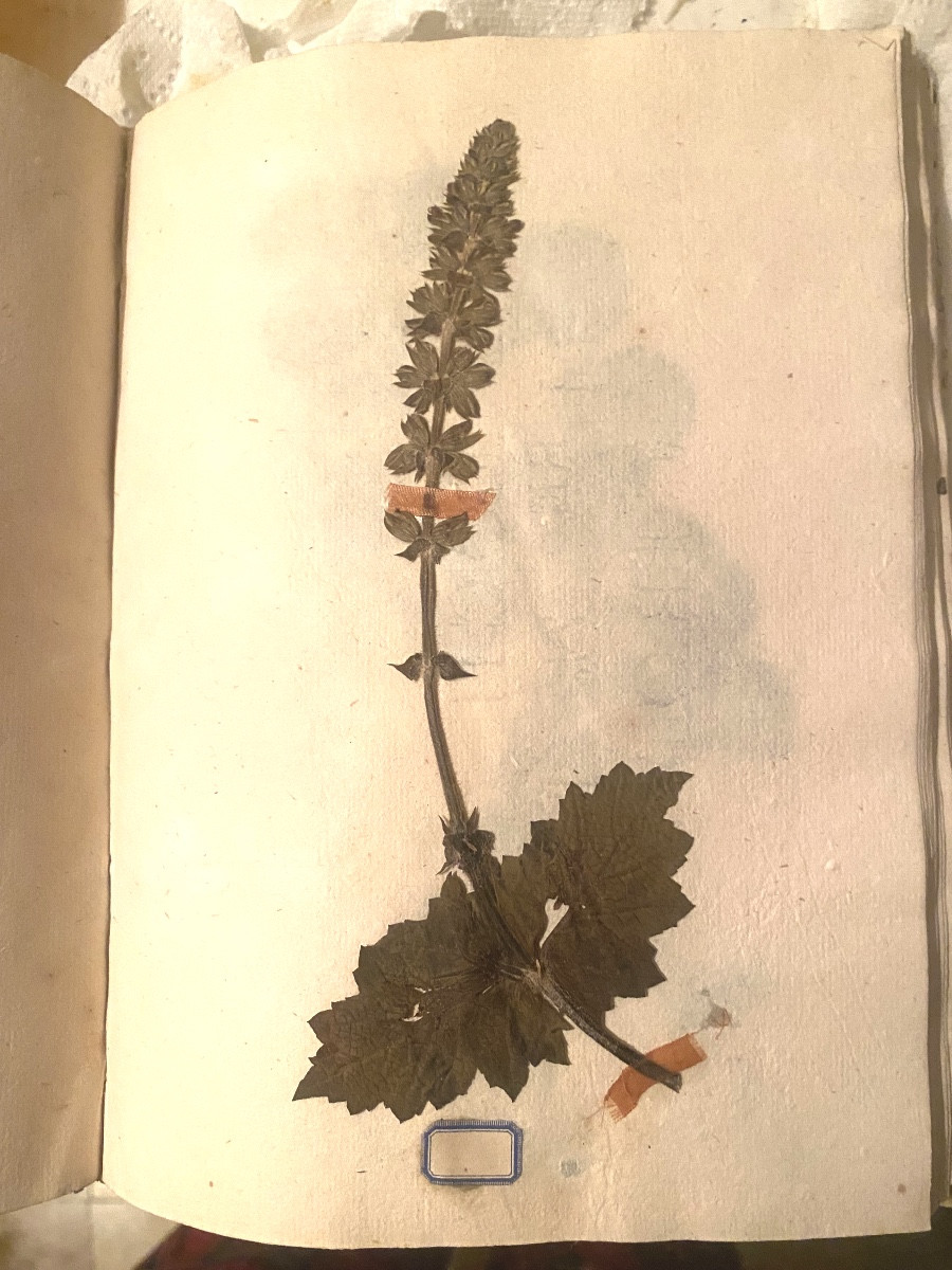 Délicat Herbier de 1774 reliure velin du Curé de Coursan avec divers plantes, sign de soie étiq-photo-7