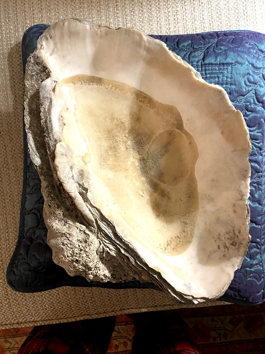 Grand Coquillage Bénitier Fossile d'époque quaternaire ayant servi au culte dans une Chapelle-photo-2