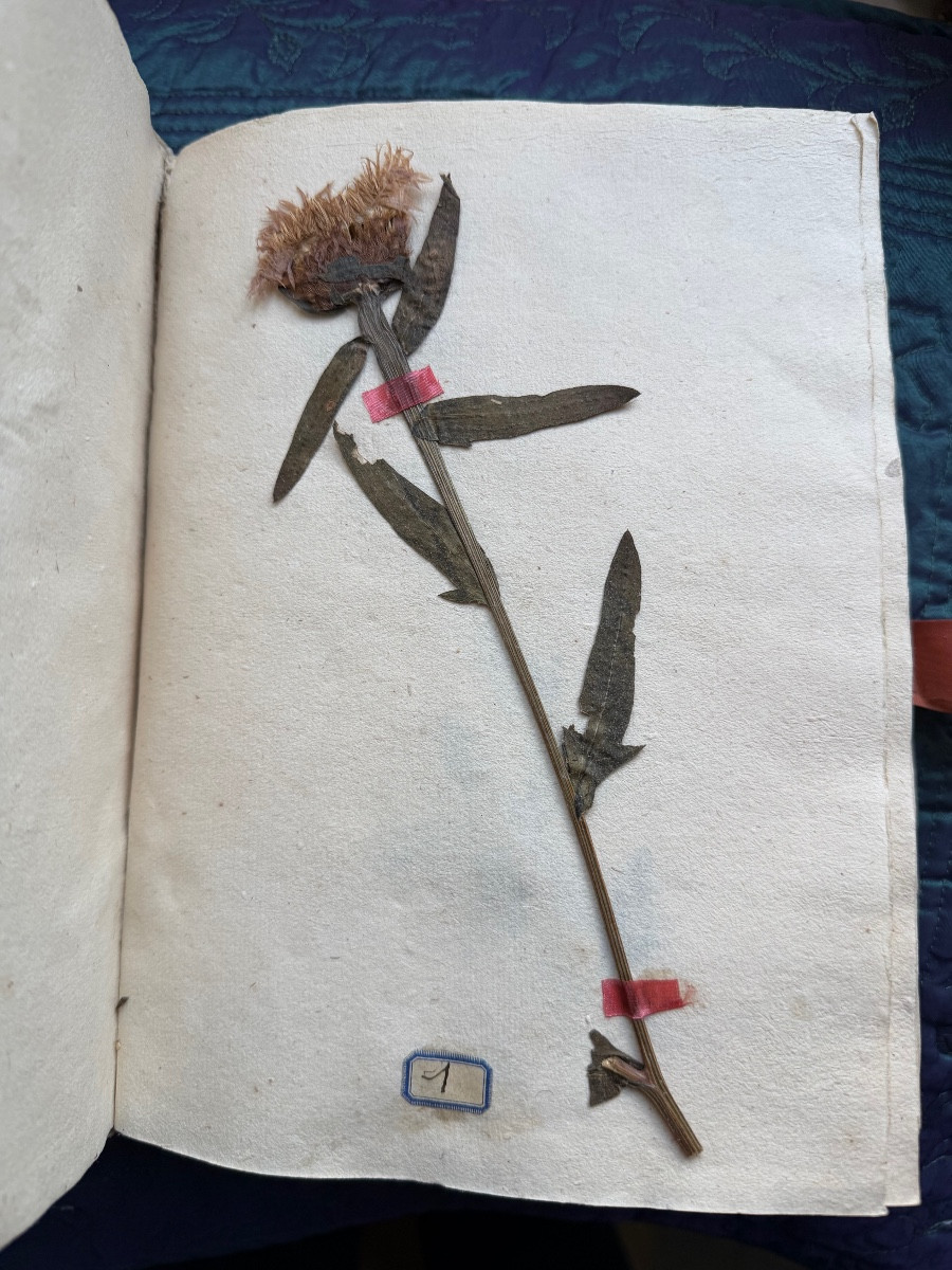  Exquisite Vellum Portfolio From 1774 "herbier De l'Aude", Silk Signature Of The Curé De Coursan 1774-photo-4