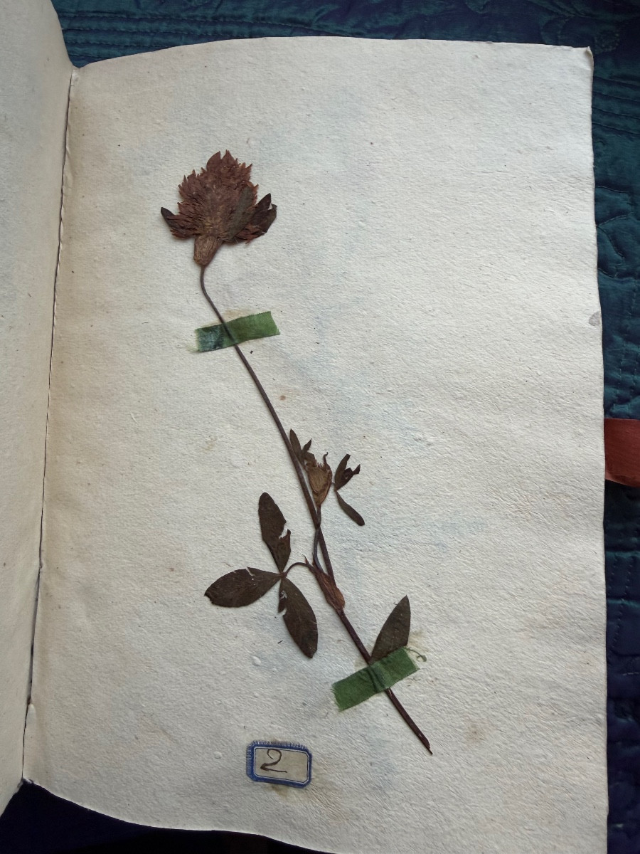  Exquisite Vellum Portfolio From 1774 "herbier De l'Aude", Silk Signature Of The Curé De Coursan 1774-photo-1