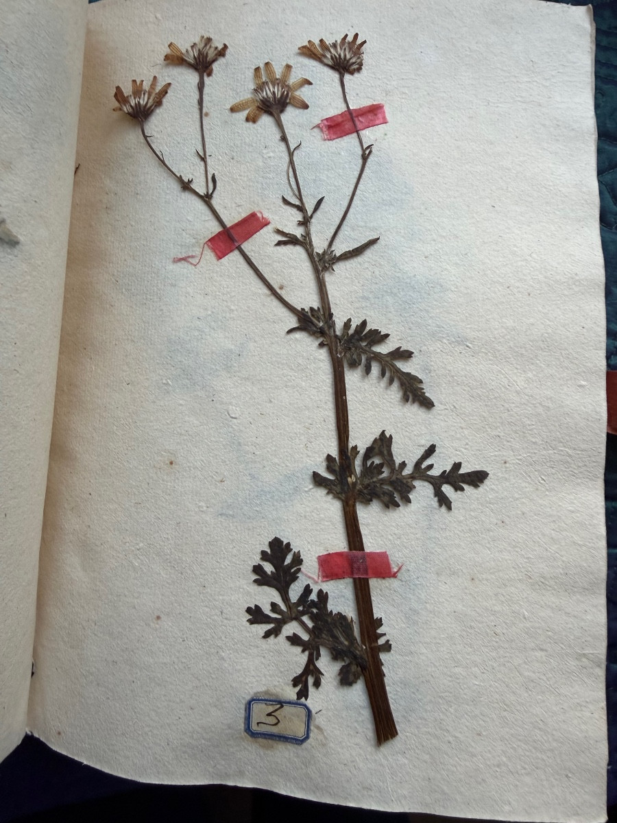  Exquisite Vellum Portfolio From 1774 "herbier De l'Aude", Silk Signature Of The Curé De Coursan 1774-photo-2