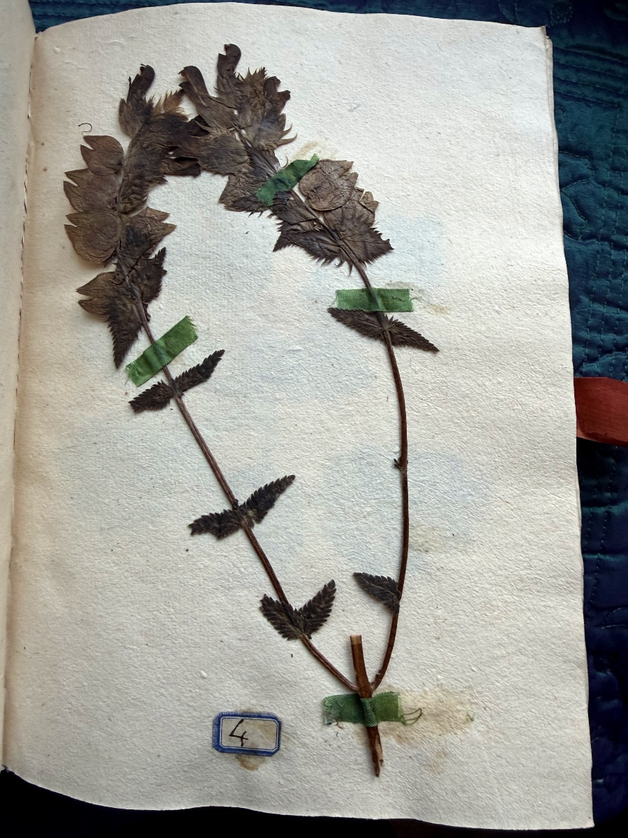  Exquisite Vellum Portfolio From 1774 "herbier De l'Aude", Silk Signature Of The Curé De Coursan 1774-photo-3