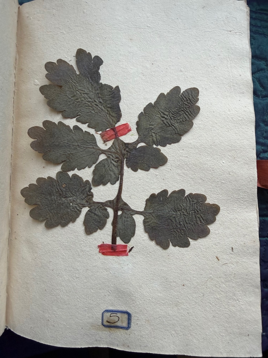  Exquisite Vellum Portfolio From 1774 "herbier De l'Aude", Silk Signature Of The Curé De Coursan 1774-photo-4