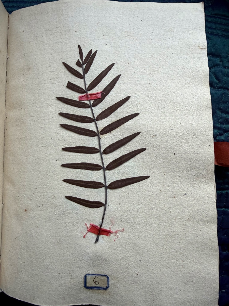  Exquisite Vellum Portfolio From 1774 "herbier De l'Aude", Silk Signature Of The Curé De Coursan 1774-photo-5