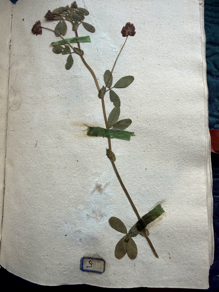  Exquisite Vellum Portfolio From 1774 "herbier De l'Aude", Silk Signature Of The Curé De Coursan 1774-photo-6