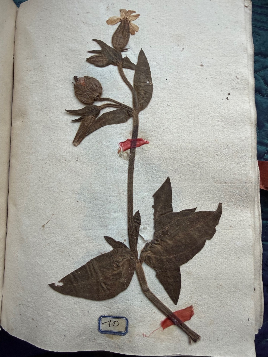  Exquisite Vellum Portfolio From 1774 "herbier De l'Aude", Silk Signature Of The Curé De Coursan 1774-photo-7