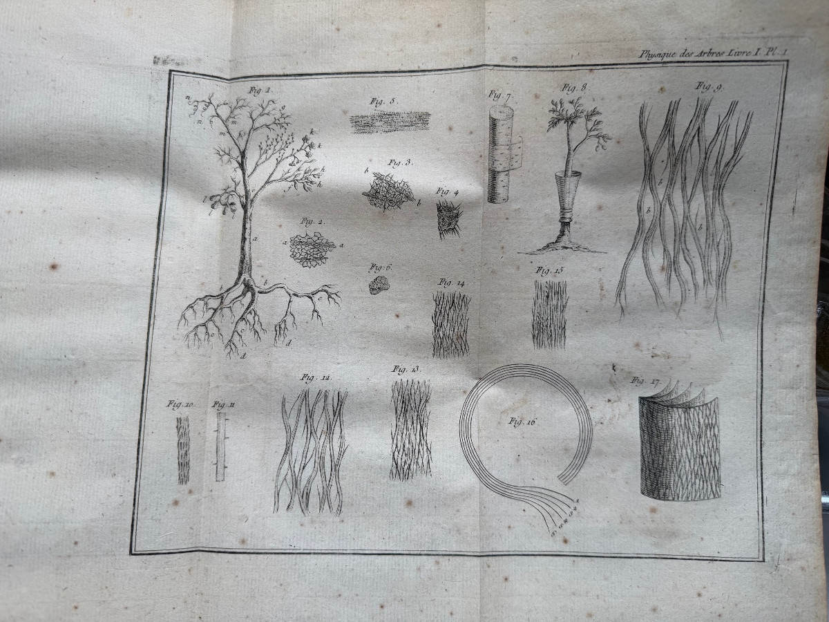 Fort vol. In 4 en 2 tomes:" Physique des Arbres"  de Duhamel du Monceau , enrichi de figures 18-photo-1