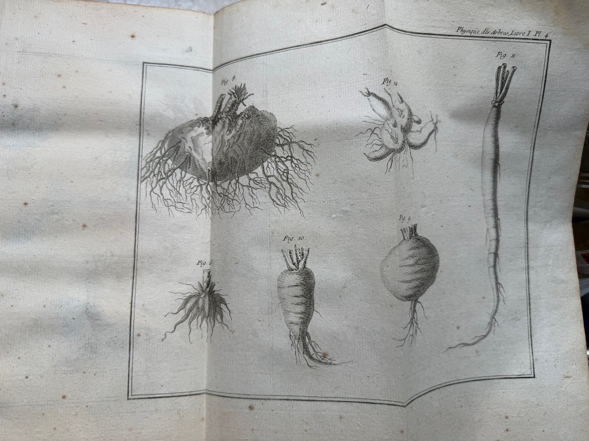 Fort vol. In 4 en 2 tomes:" Physique des Arbres"  de Duhamel du Monceau , enrichi de figures 18-photo-2