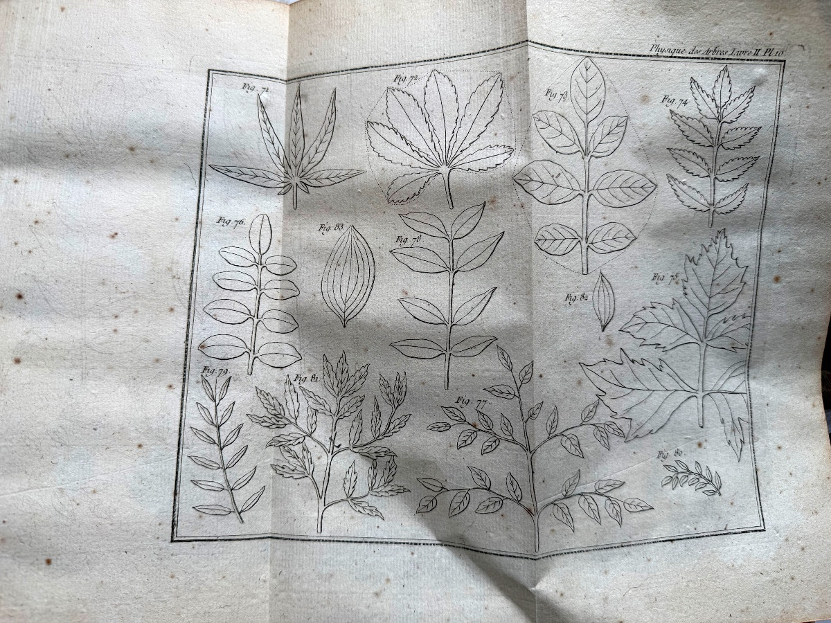 Fort vol. In 4 en 2 tomes:" Physique des Arbres"  de Duhamel du Monceau , enrichi de figures 18-photo-3