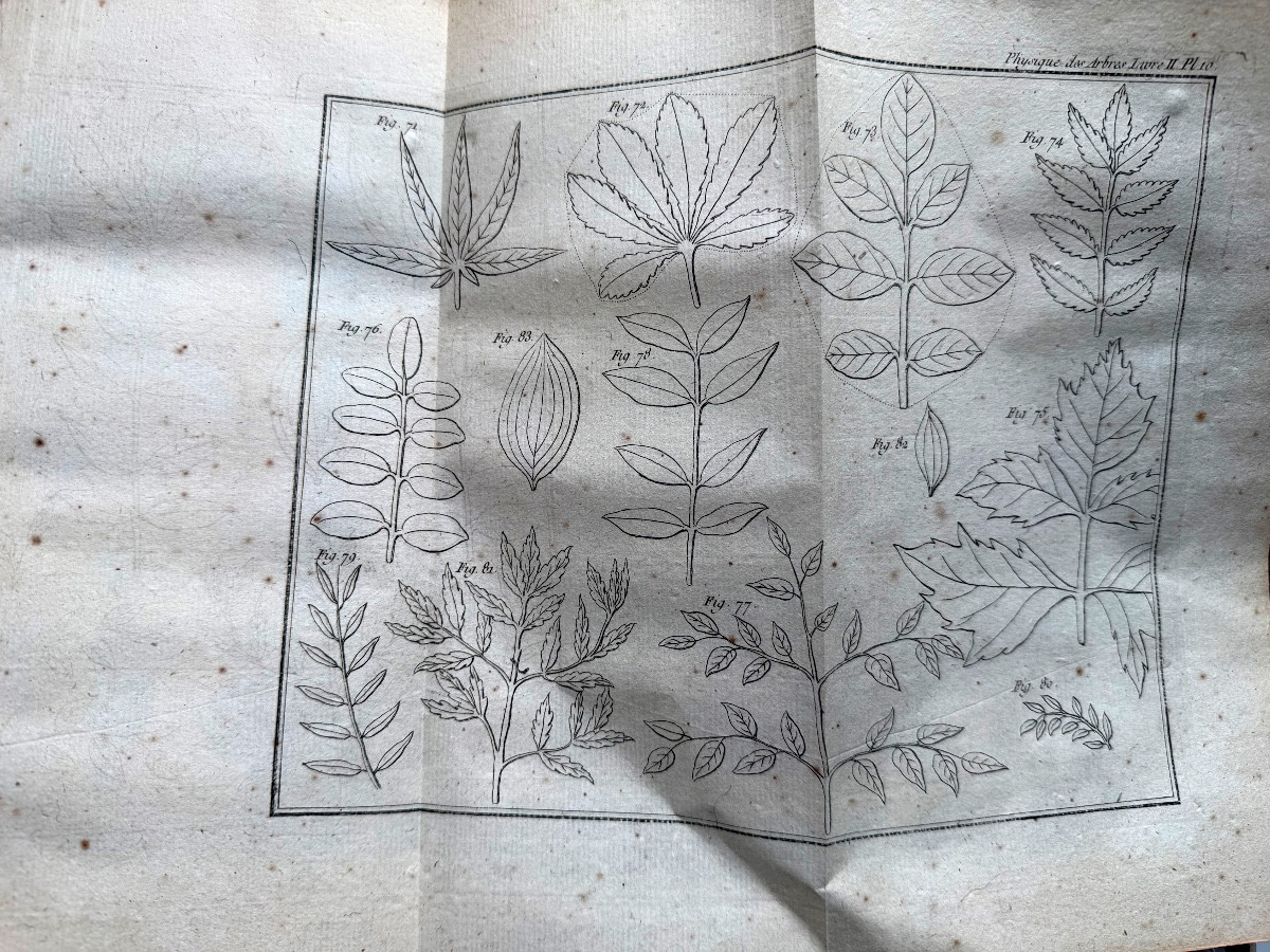 Fort vol. In 4 en 2 tomes:" Physique des Arbres"  de Duhamel du Monceau , enrichi de figures 18-photo-4
