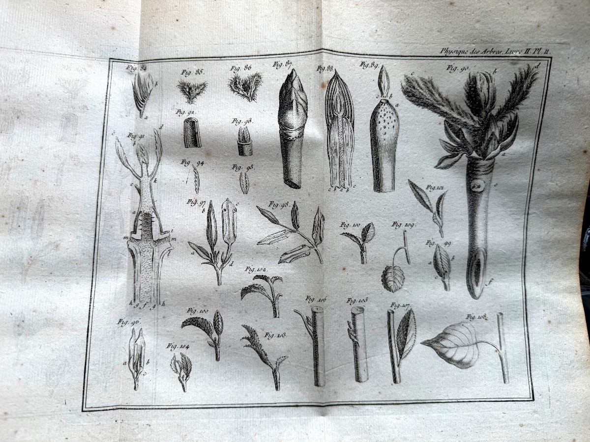 Fort vol. In 4 en 2 tomes:" Physique des Arbres"  de Duhamel du Monceau , enrichi de figures 18-photo-5