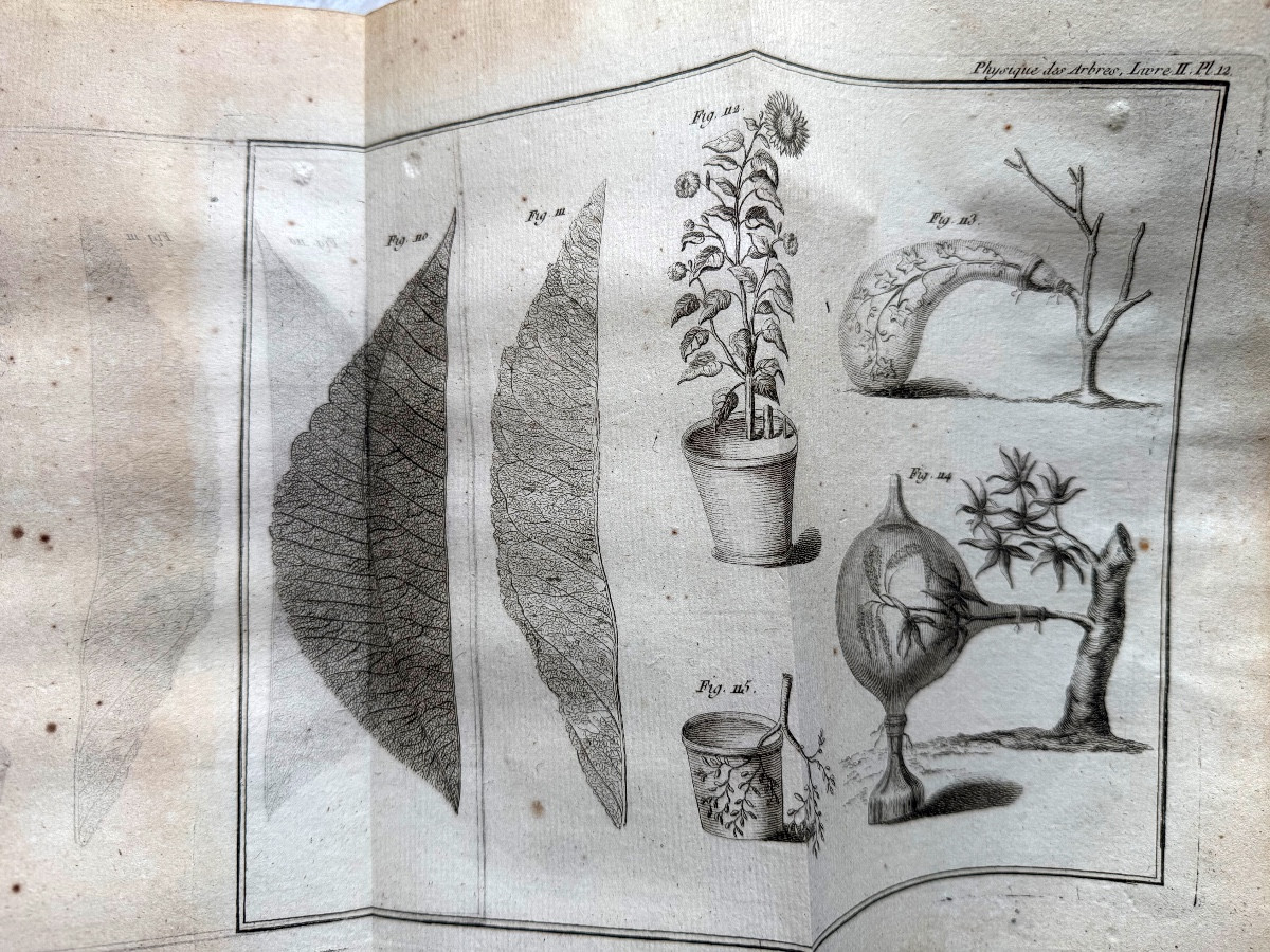 Fort vol. In 4 en 2 tomes:" Physique des Arbres"  de Duhamel du Monceau , enrichi de figures 18-photo-6