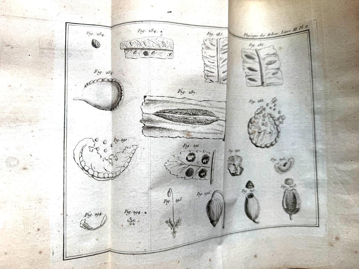 Fort vol. In 4 en 2 tomes:" Physique des Arbres"  de Duhamel du Monceau , enrichi de figures 18-photo-7