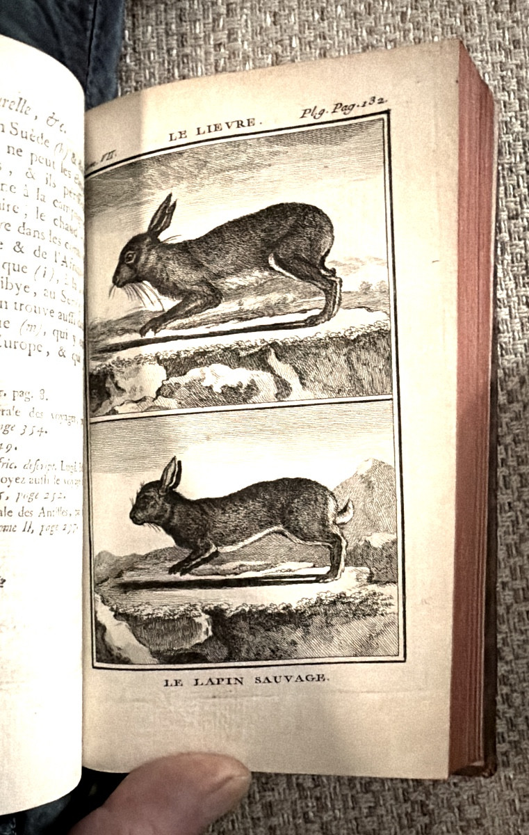 Oeuvres de Buffon tirée de l'histoire naturelle "Etude des Mammifères" 13 Vol," aux Armes" 1769-photo-5