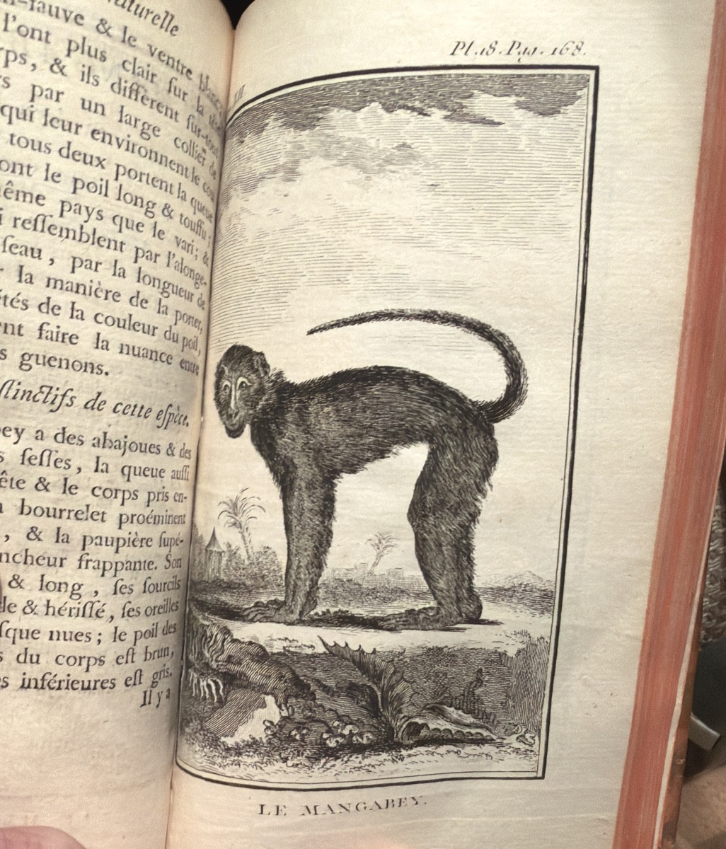 Oeuvres de Buffon tirée de l'histoire naturelle "Etude des Mammifères" 13 Vol," aux Armes" 1769-photo-8