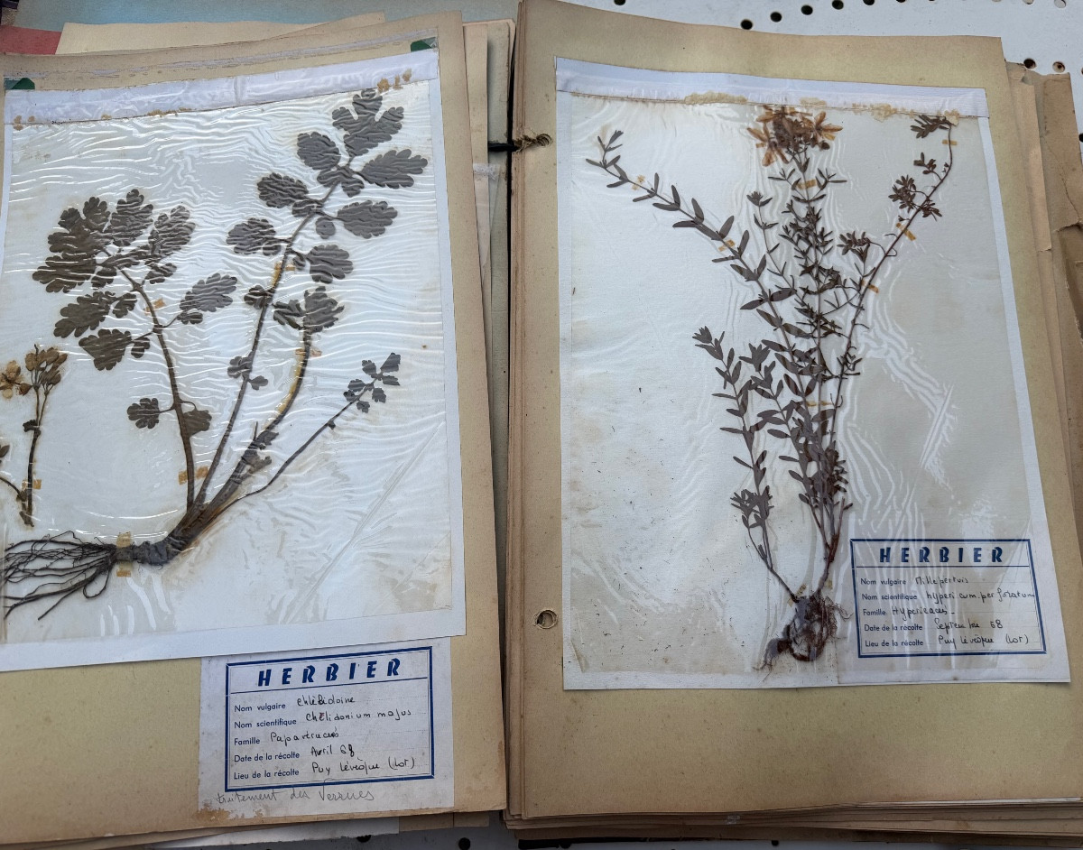 Beau grand Herbier d'Erudit en planches protégées et étiqueté d'époque début XXème sous chemise-photo-3