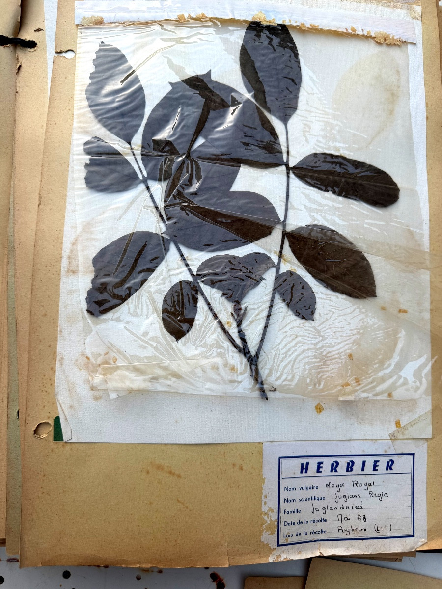 Beau grand Herbier d'Erudit en planches protégées et étiqueté d'époque début XXème sous chemise-photo-4