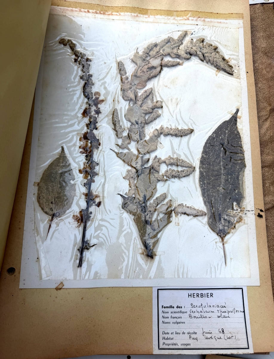 Beau grand Herbier d'Erudit en planches protégées et étiqueté d'époque début XXème sous chemise-photo-1
