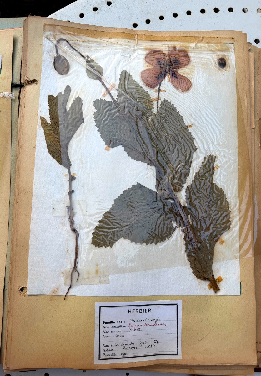 Beau grand Herbier d'Erudit en planches protégées et étiqueté d'époque début XXème sous chemise-photo-3