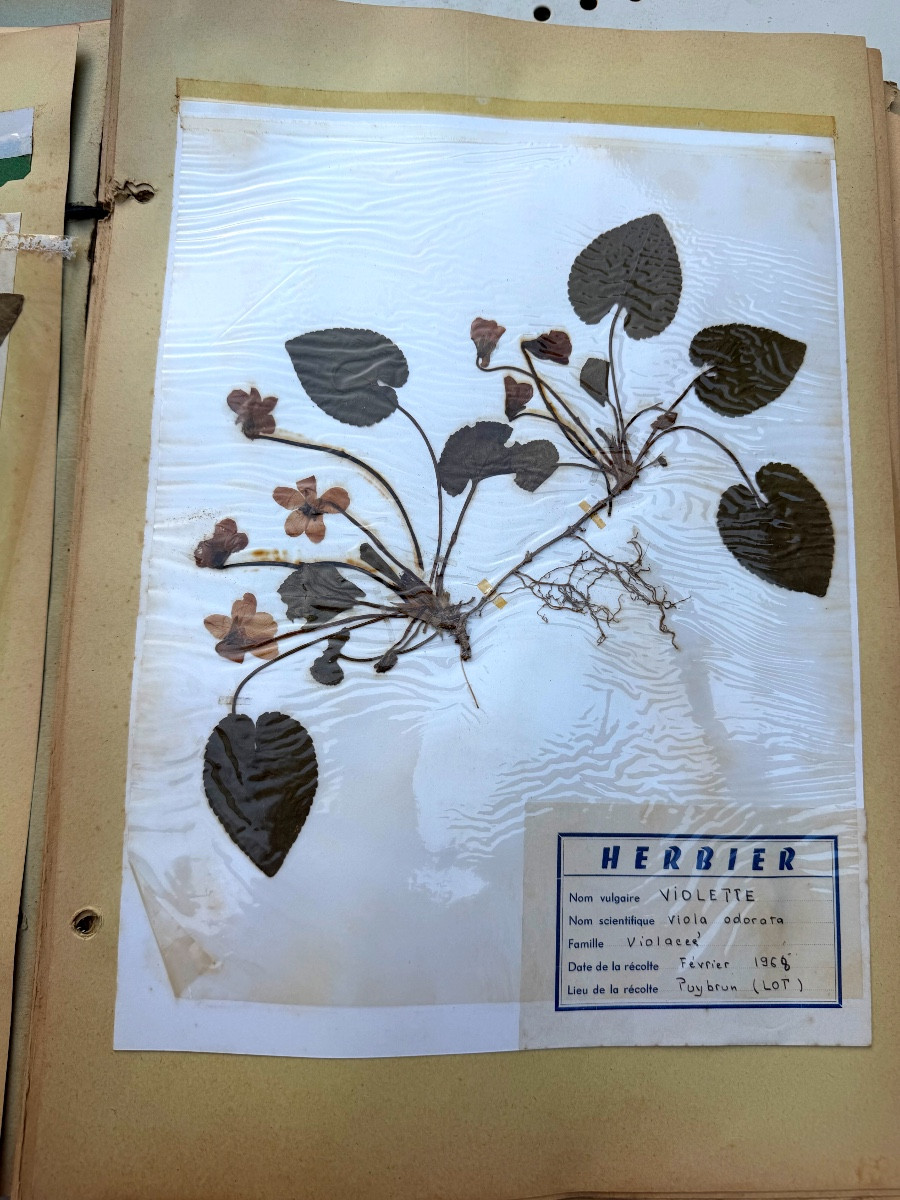 Beau grand Herbier d'Erudit en planches protégées et étiqueté d'époque début XXème sous chemise-photo-4