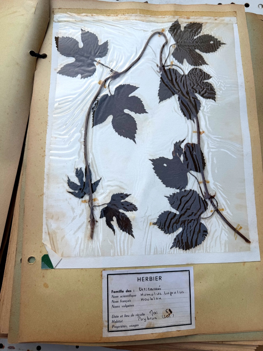 Beau grand Herbier d'Erudit en planches protégées et étiqueté d'époque début XXème sous chemise-photo-5