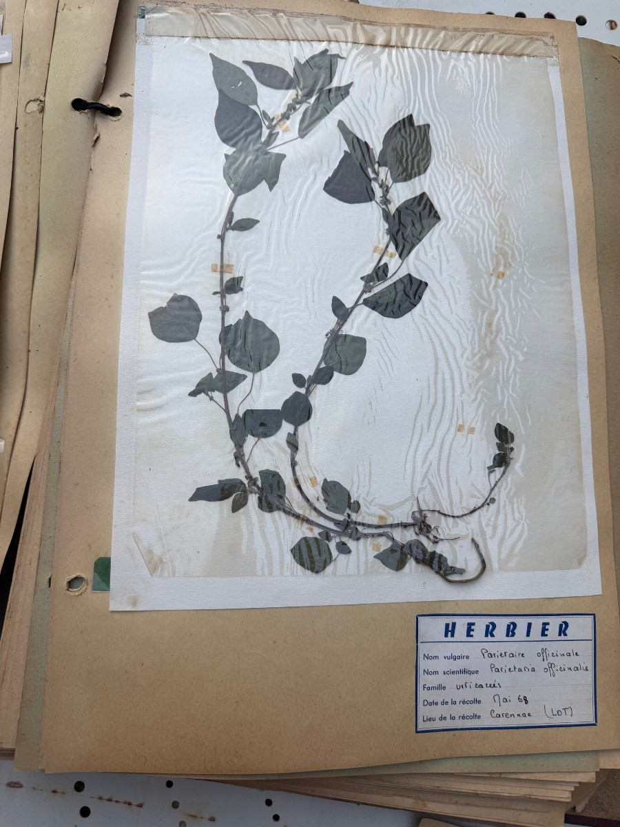 Beau grand Herbier d'Erudit en planches protégées et étiqueté d'époque début XXème sous chemise-photo-6