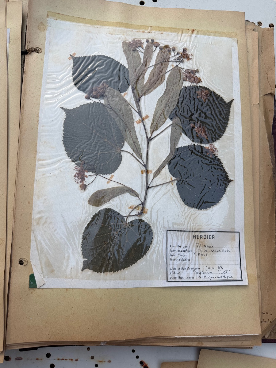 Beau grand Herbier d'Erudit en planches protégées et étiqueté d'époque début XXème sous chemise-photo-7