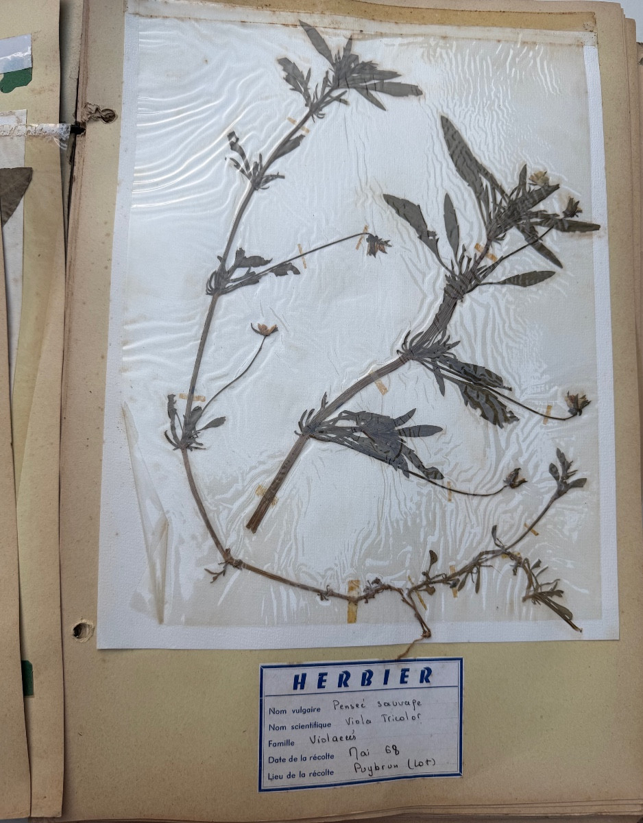 Beau grand Herbier d'Erudit en planches protégées et étiqueté d'époque début XXème sous chemise-photo-8