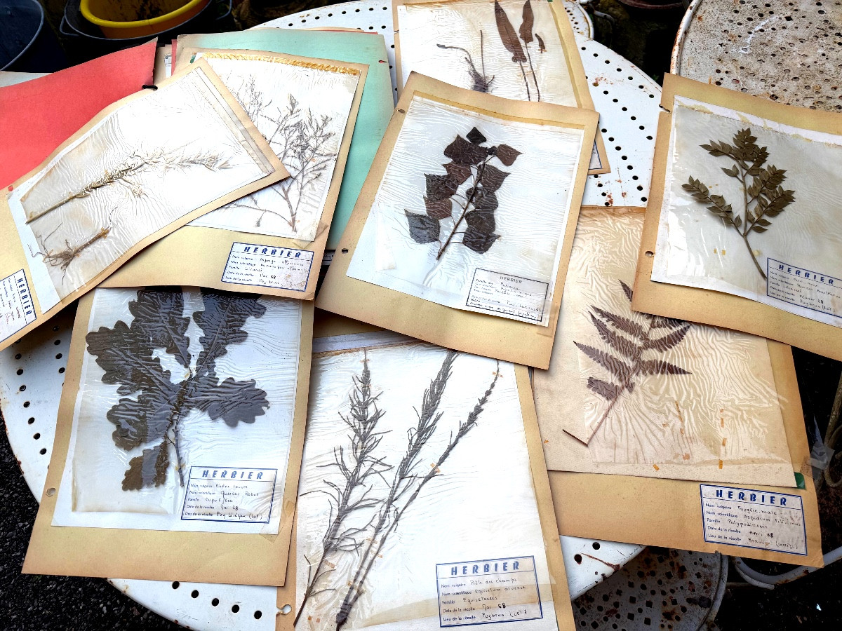 Beau grand Herbier d'Erudit en planches protégées et étiqueté d'époque début XXème sous chemise