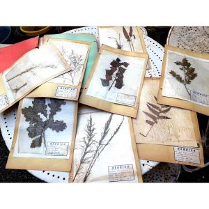 Beau grand Herbier d'Erudit en planches protégées et étiqueté d'époque début XXème sous chemise