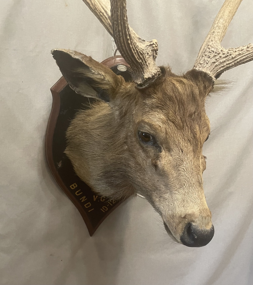 Large Stuffed Deer Head From The 20th Century-photo-2