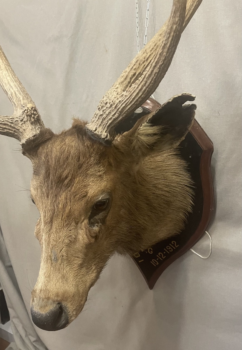Large Stuffed Deer Head From The 20th Century-photo-4