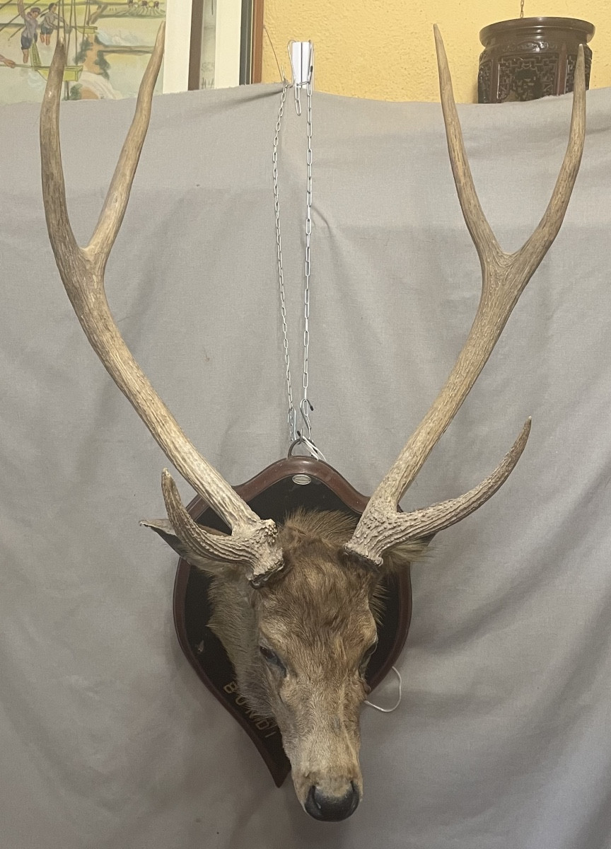 Large Stuffed Deer Head From The 20th Century