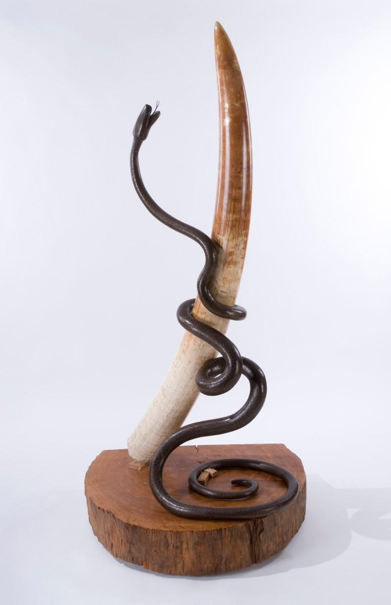 Sculpture avec serpent en fer forgé enroulé autour d’une défense d’éléphant d’Afrique, sur base