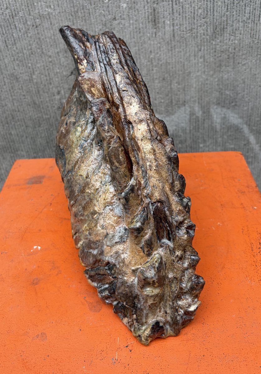 Fossilized Mammoth Tooth-photo-2