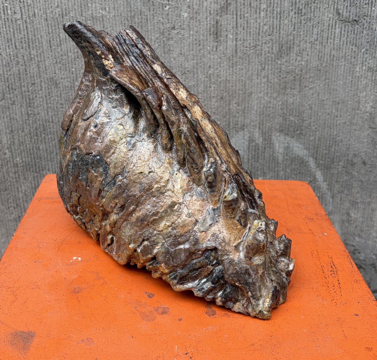 Fossilized Mammoth Tooth-photo-3