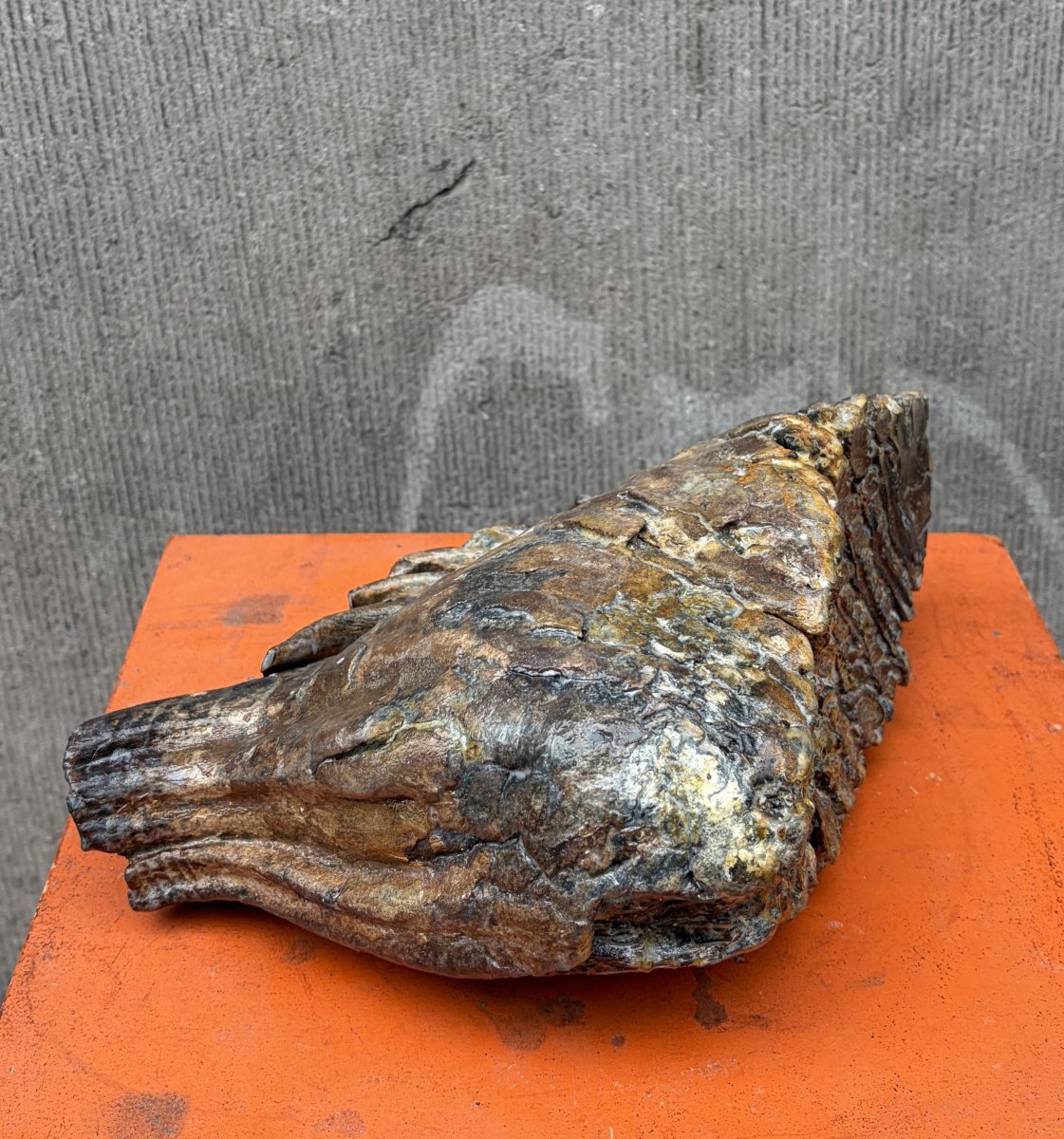 Fossilized Mammoth Tooth-photo-4