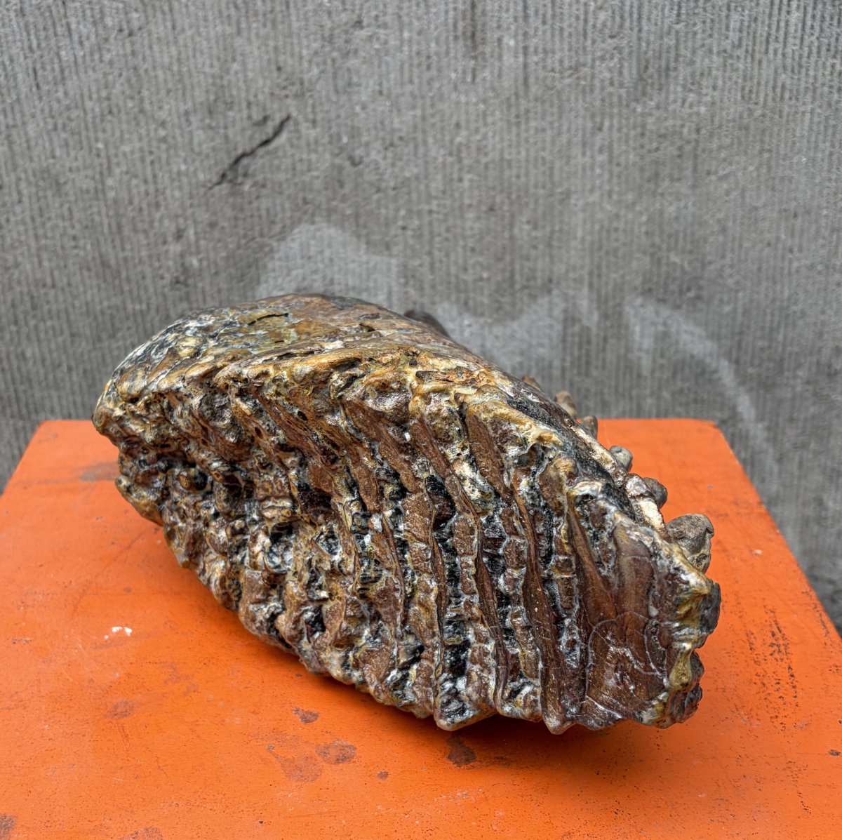Fossilized Mammoth Tooth-photo-1