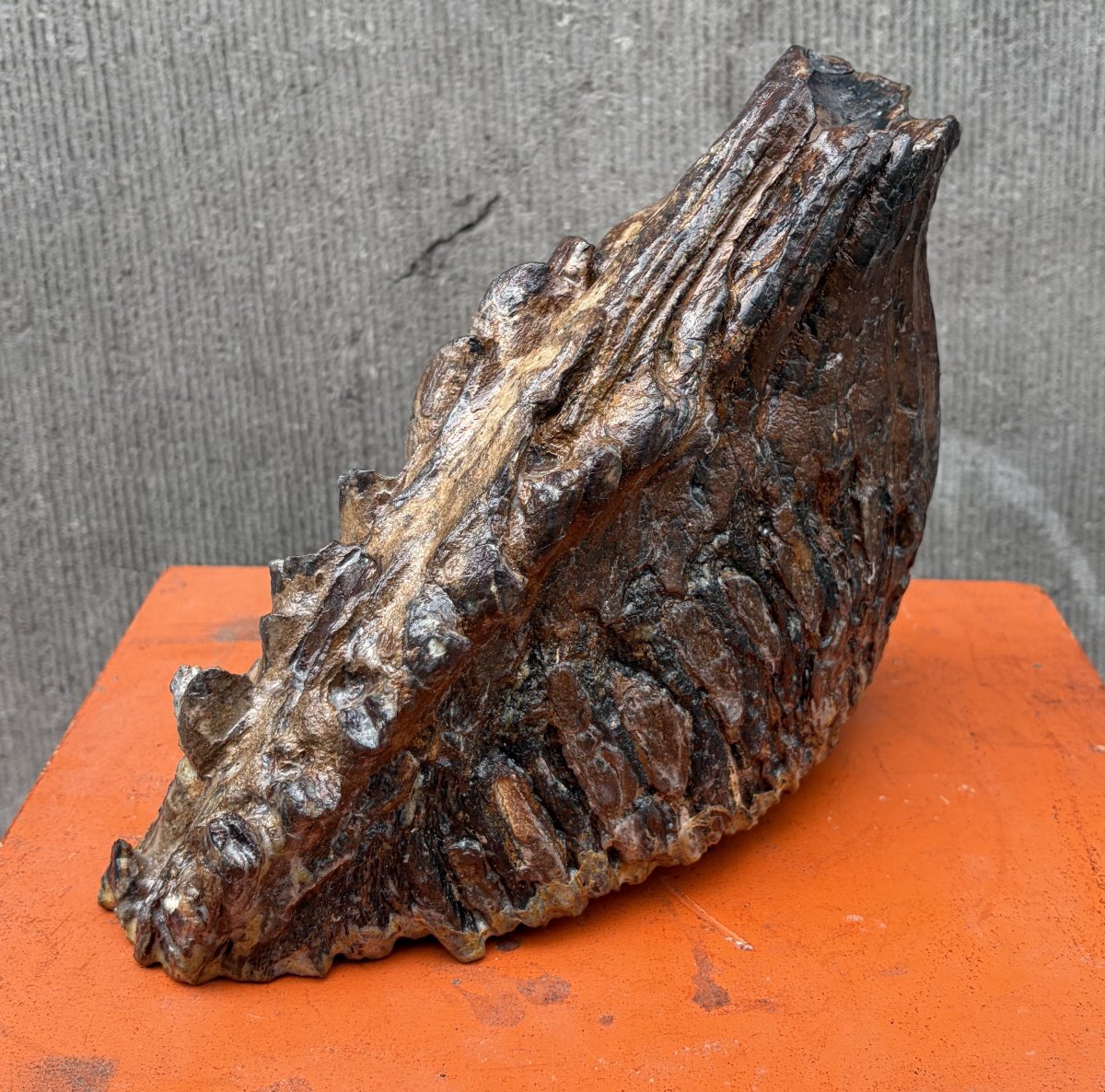 Fossilized Mammoth Tooth