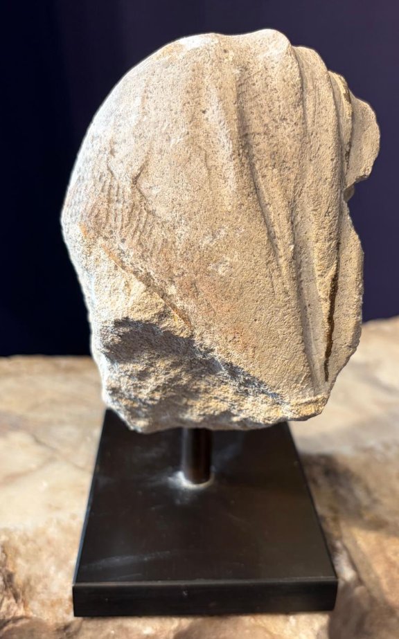 French Fragment-photo-2