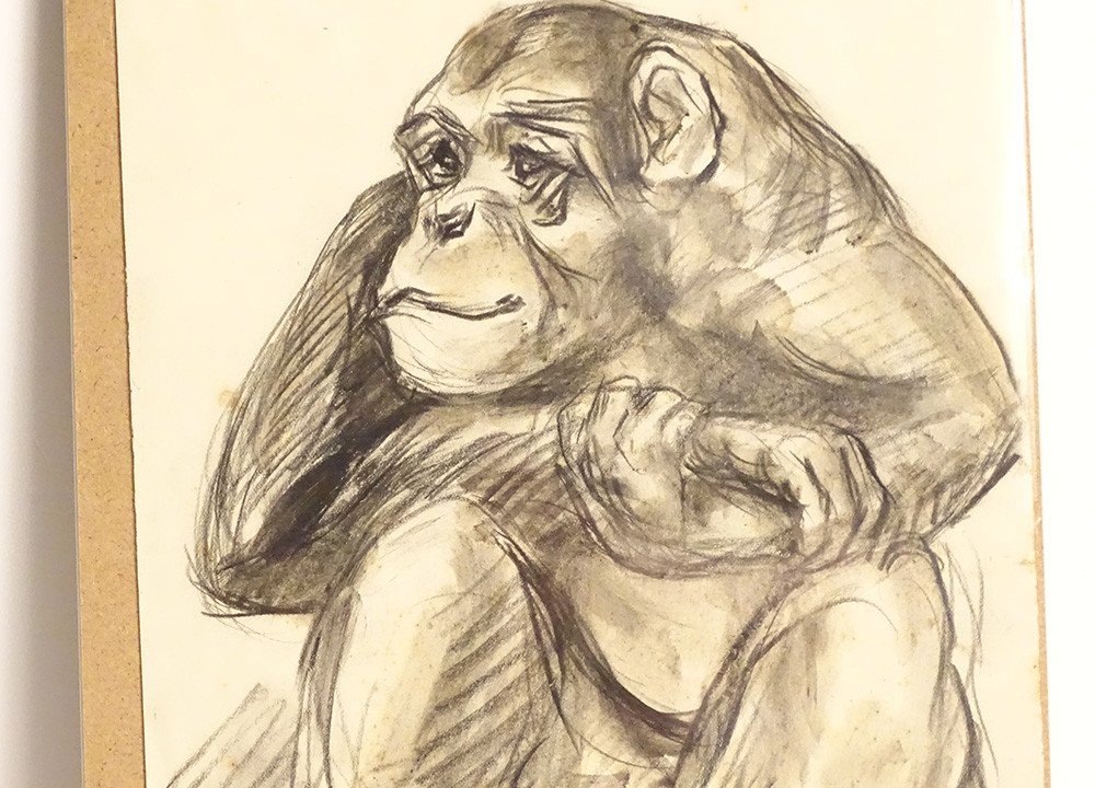 Animal Charcoal Drawing Atelier René Hérisson Portrait Young Gorilla Monkey-photo-2