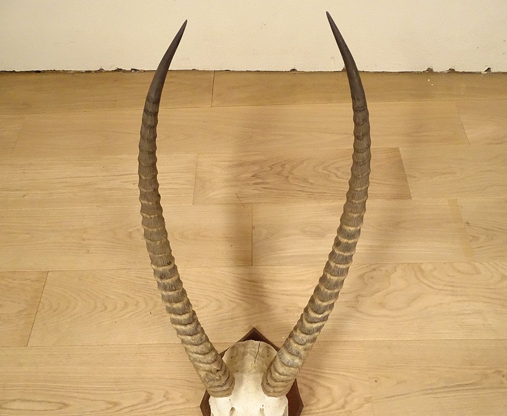 Hunting Trophy Massacre Horns African Antelope Cobe Defassa Africa 20th-photo-2