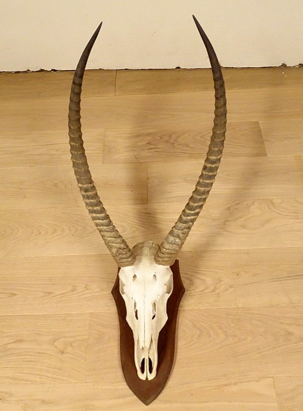 Hunting Trophy Massacre Horns African Antelope Cobe Defassa Africa 20th