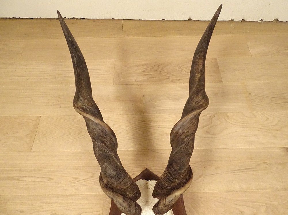 Hunting Trophy Massacre Horns Eland Antelope From Derby Africa Deco 20th-photo-2