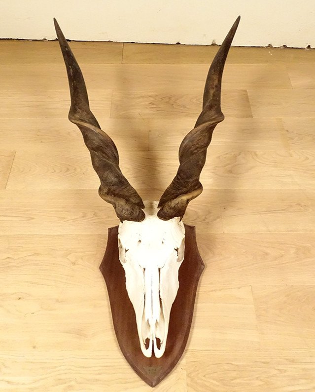 Hunting Trophy Massacre Horns Eland Antelope From Derby Africa Deco 20th