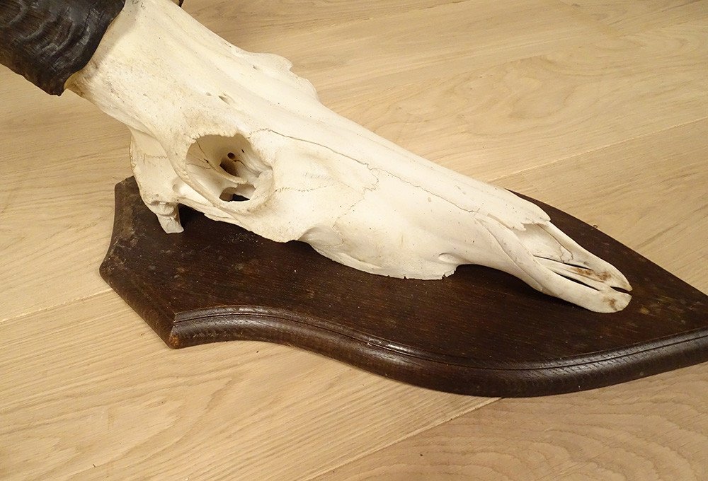 Trophée de Chasse Massacre Cornes Antilope Africaine Bubale Major Afrique XXè-photo-3